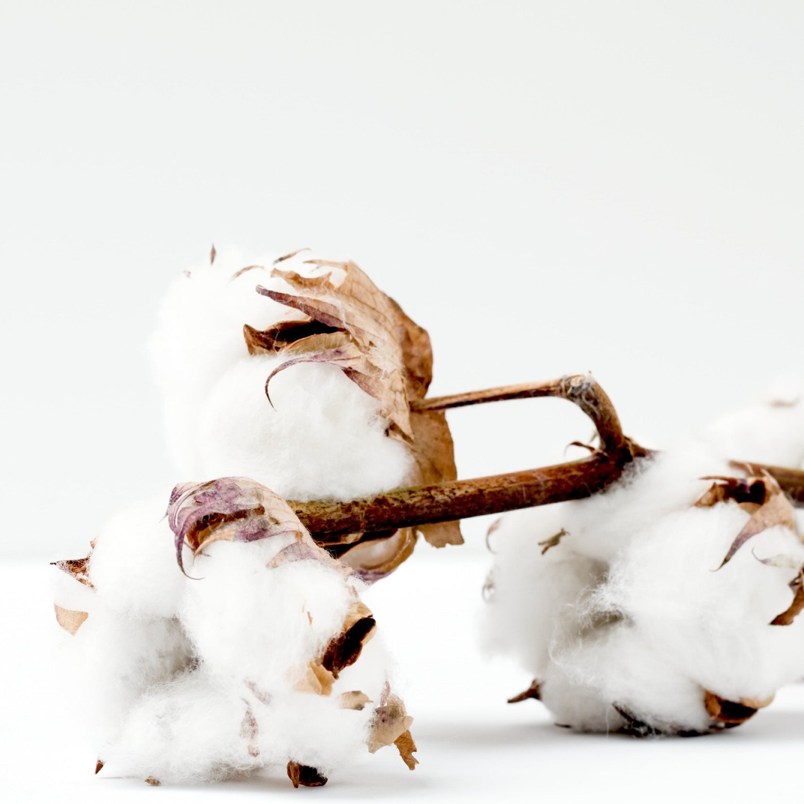 Is there really a difference between Organic Cotton & Cotton?